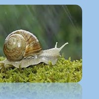 Escargot maquette