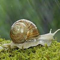 Escargot458338