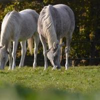 Horses 7228554 1280