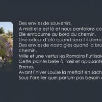 Lavande3