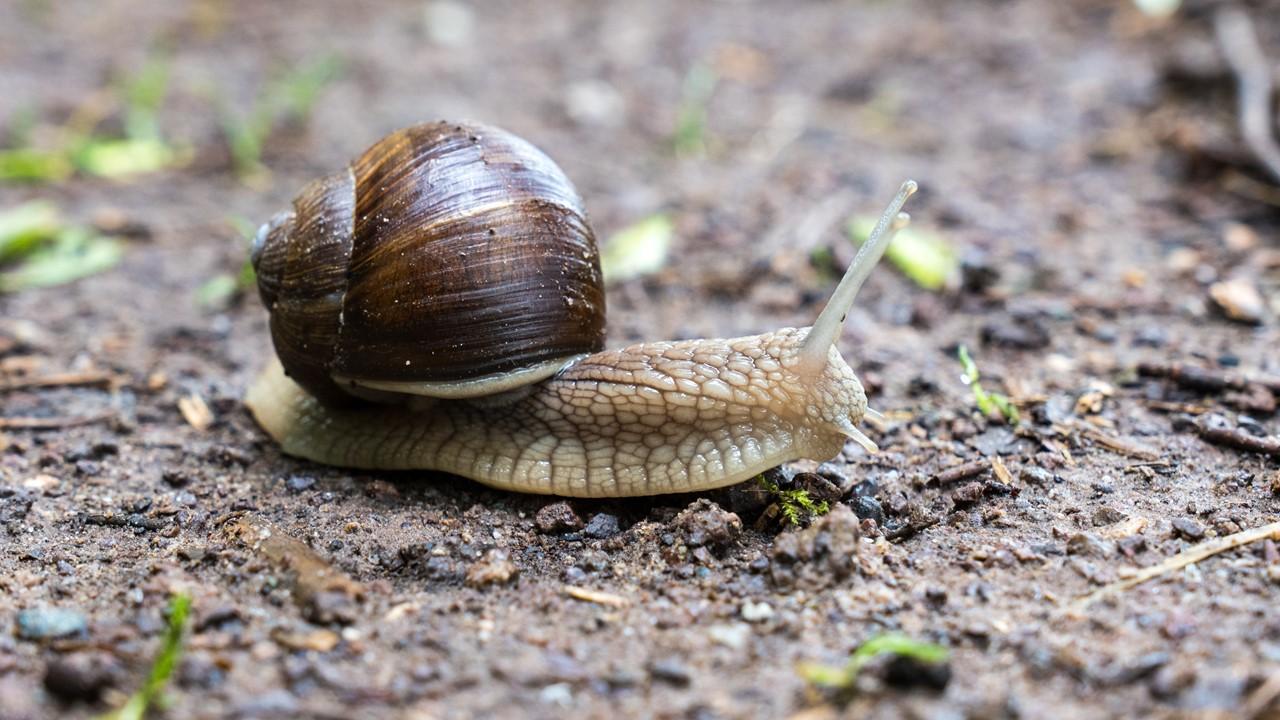 Maquette escargot