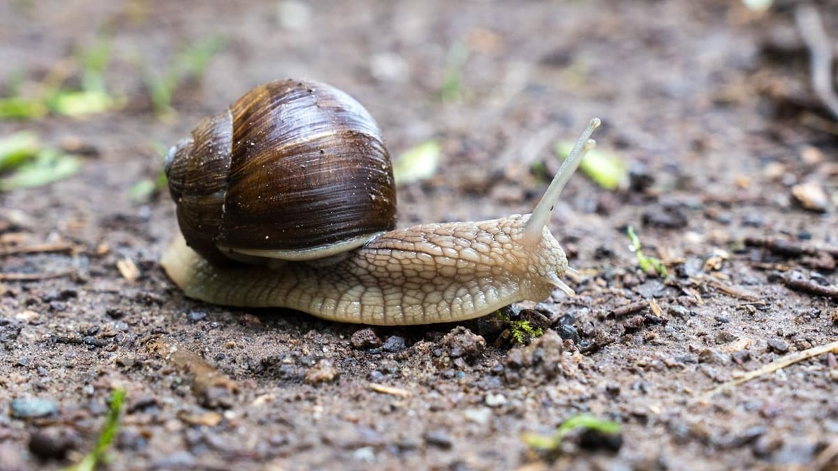 Maquette escargot