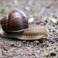 Maquette escargot