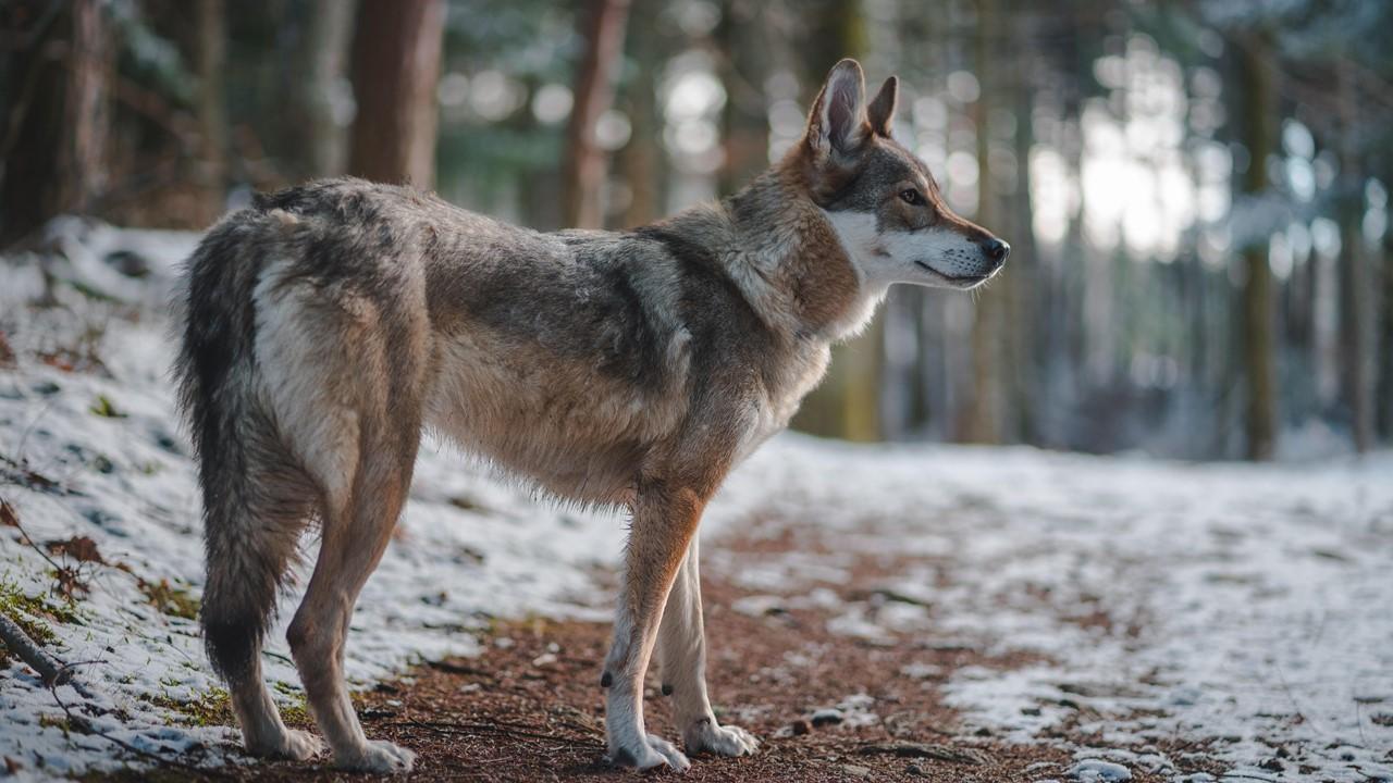 Maquette le loup des cathares1