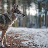 Maquette le loup des cathares1