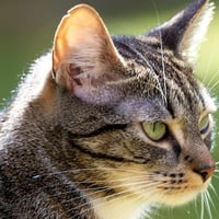 Maquette moi dit le chat 