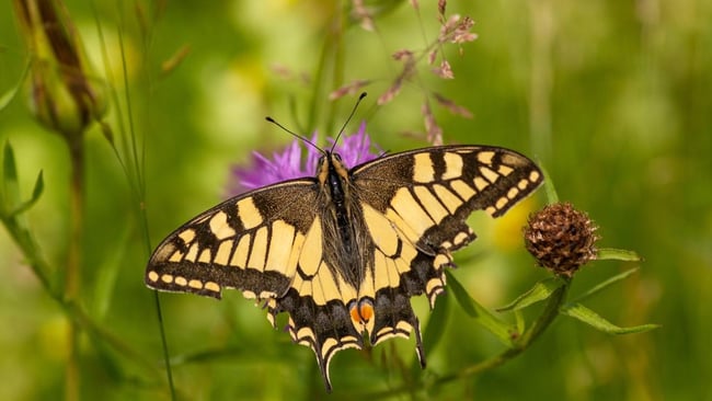 Maquette papillon