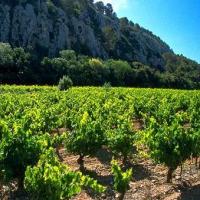 Minervois460339