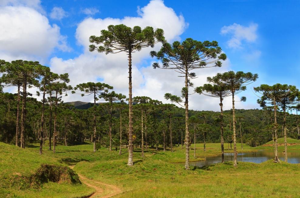 Parc araucaria etat de santa catarina