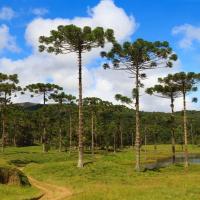 Parc araucaria etat de santa catarina