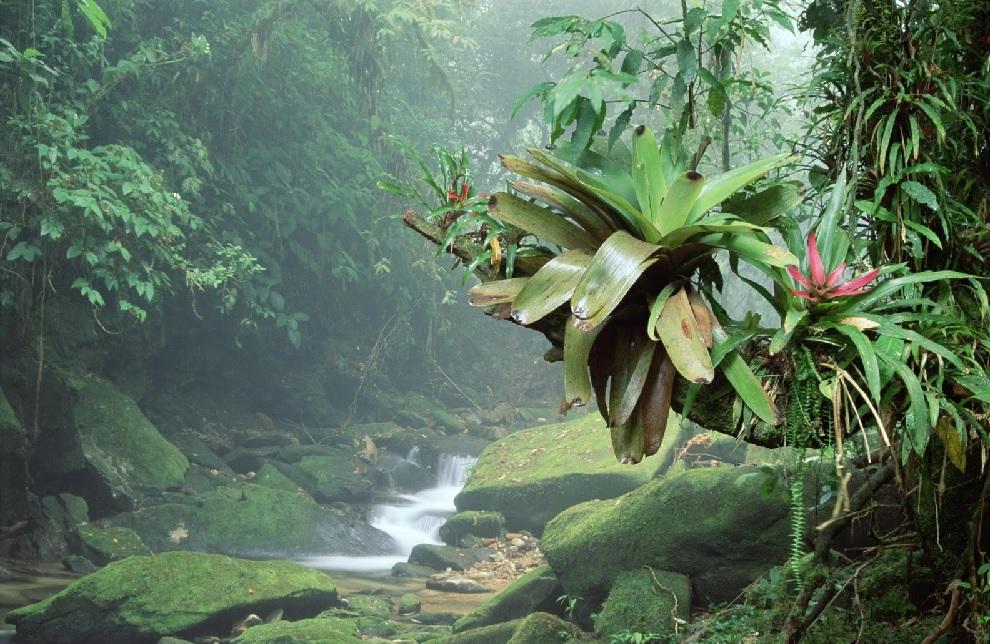 Parc serra da bocaina etat de rio de janeiro etat de sao paulo