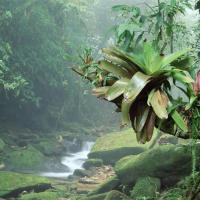 Parc serra da bocaina etat de rio de janeiro etat de sao paulo