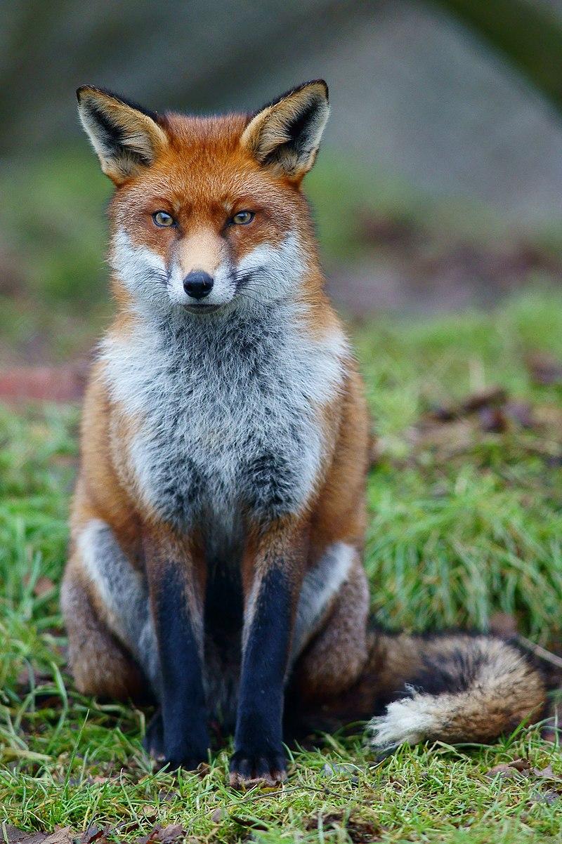 Renard