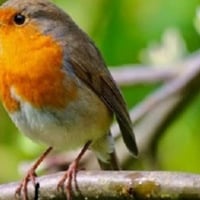 Rouge gorge jpeg